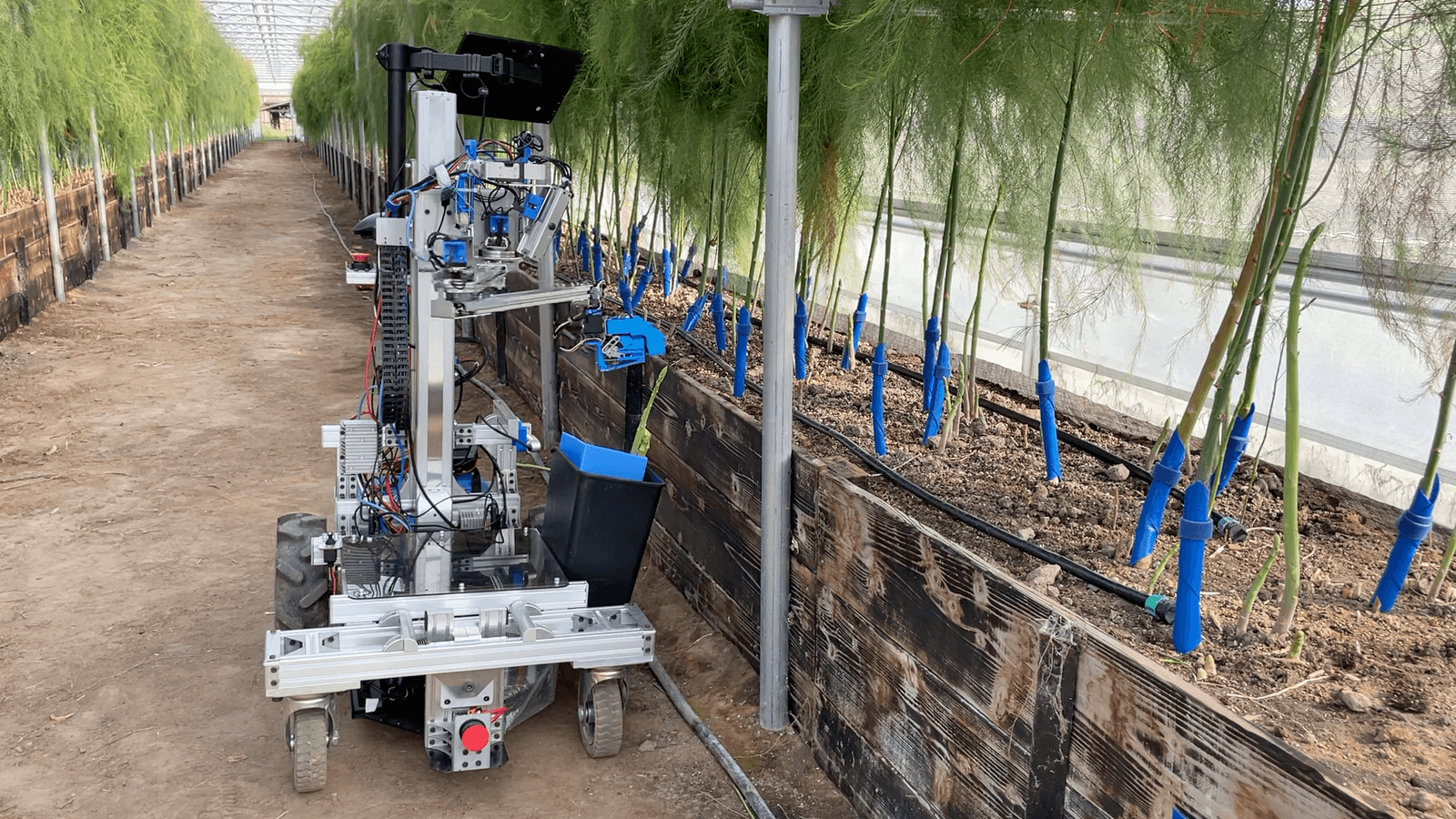 高畝アスパラガス収穫ロボット